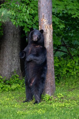 Backyard bear thumbnail