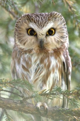 Saw whet owl thumbnail