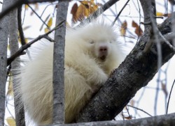 Albino porcupine Photo: Karen Suhrhoff