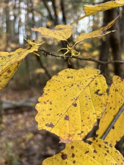 Yellow leaves Photo: Sue Cloutier