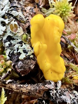 Irregular earth tongue Photo: Kirk T. Gentalen