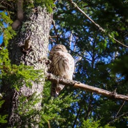 Barred owl Photo: Domenic Ferrande