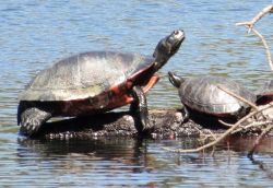 18_lindascharf_redbelliedcooter.jpg