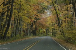 Fall foliage Photo: Marcia A. Carone