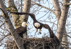1_eagle_in_flight.jpg