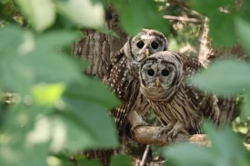Fledgling owls thumbnail