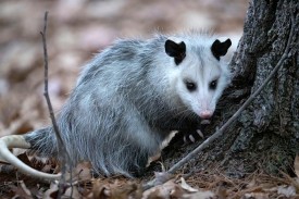 Virginia opossum thumbnail
