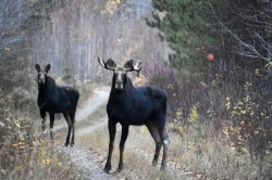 Maine moose Photo: Lonnie S. Jandreau