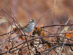 Sparrow Photo: Charlie Schwarz