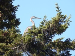 Heron Photo: Richard Philben