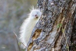 Porcupette Photo: Karen Suhrhoff