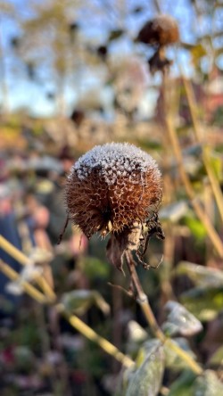 Frost Photo: Jen Adams