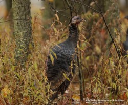 Turkey Photo: Marcia A. Carone