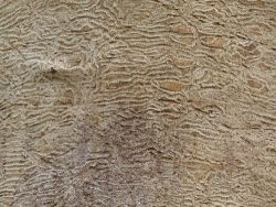 29_emerald_ash_borer_galleries.jpg