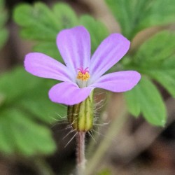 Herb robert Photo: Tammis Coffin