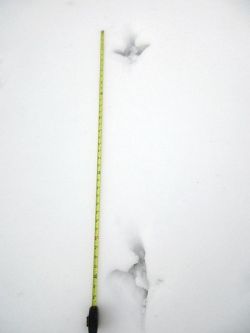 31_big_bird.jpg