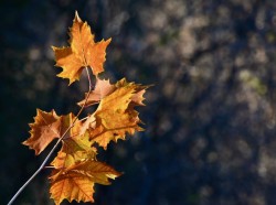 Sycamore Photo: Liz Thompson