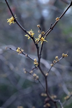 Witch hazel Photo: Geoffrey Bluh