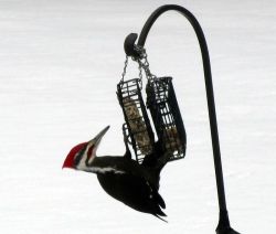 35_img_1943.jpg