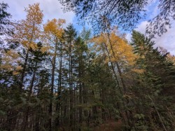 Tamaracks Photo: Terry Cumming