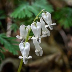 Squirrel corn Photo: Sandy Miklas Dannis