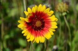 Blanket flower Photo: Karen Dapp