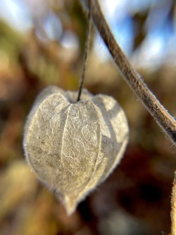 Ground cherry Photo: Lynette Reep
