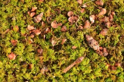 Squirrel log Photo: Ken Hatch