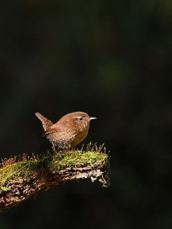Winter wren Photo: Charlie Schwarz