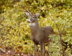 Deer Photo: Marcia A. Carone