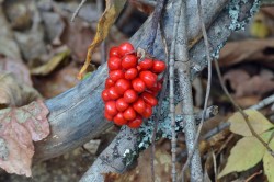 Pulpit Photo: Judy Sweet