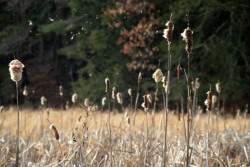 Cattails Photo: Geoffrey Bluh