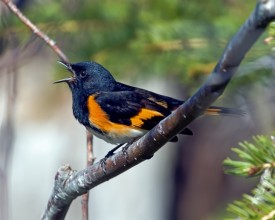 American redstart thumbnail