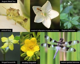 August nature thumbnail