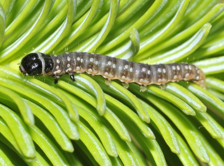 Larvae on fir
