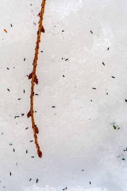 Snow flies Photo: Bruce Burk