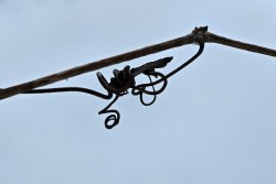 Grapevine Photo: Tammis Coffin