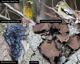 December nature thumbnail