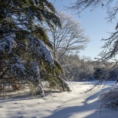 Snowy forest cover  by Loren Merrill