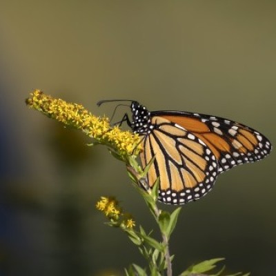 Pollinator cover  by Loren Merrill