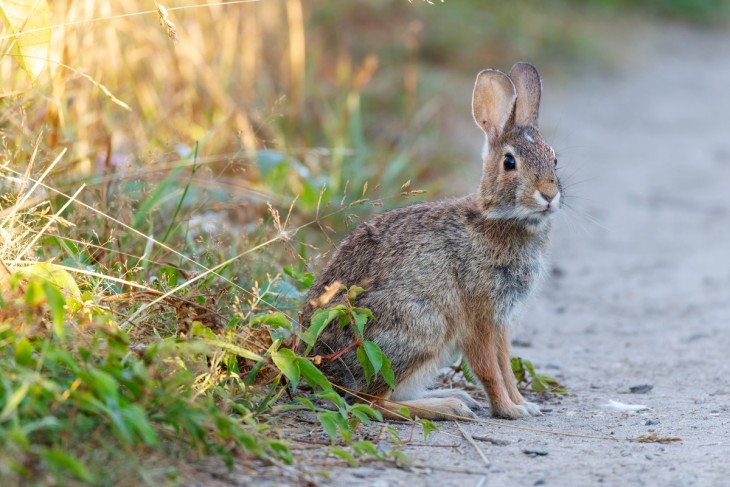 Eastern cottontail