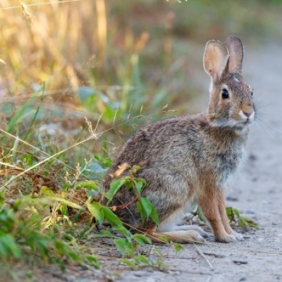 Eastern cottontail cover  by Matt Tarr