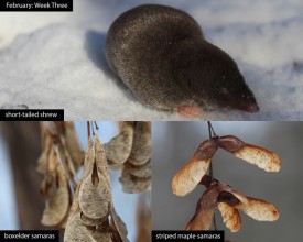 february-week-three-2026-2.jpg thumbnail