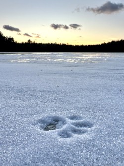 Bobcat track Photo: Kirk T. Gentalen