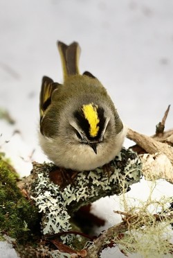 Kinglet Photo: Kirk T. Gentalen