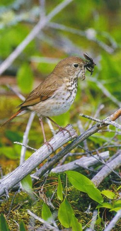 hermit_thrush.jpg