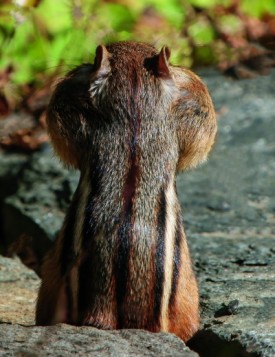 Chipmunk cheeks thumbnail