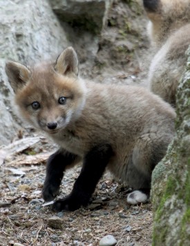 Red fox kit thumbnail