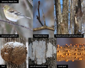 January nature thumbnail