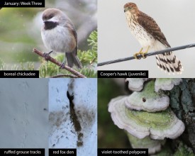 January nature thumbnail